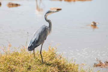 Black-headed heron