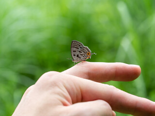 手に止まるウスイロオナガシジミ