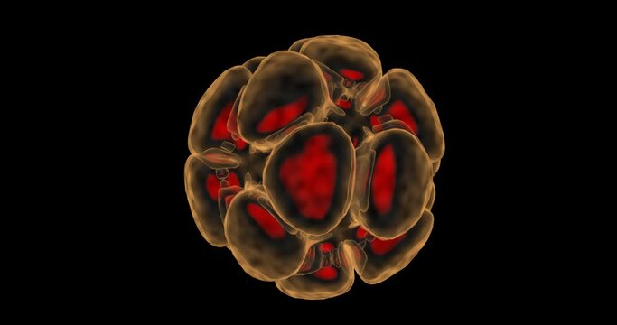 Human blastocyst Egg Embryos 3D. The fertilized eggs zygote is isolated on black. 