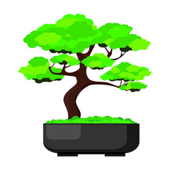 Tree in bonsai style. Bonsai tree on the red box. 