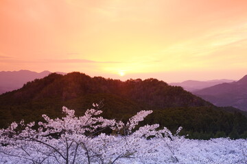 Fototapeta na wymiar 夕焼け空と桜風景