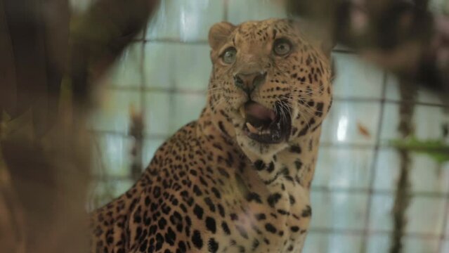 Endangered Macan Tutul Jawa Javan Leopard Panthera Carnivora in Java Indonesia