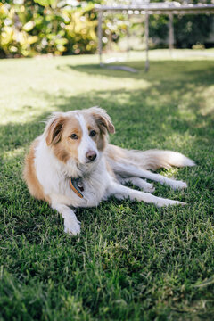 red and white border collie laying outside