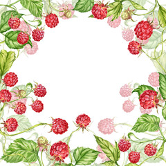 Raspberry. watercolor botanical illustration of raspberry berries and leaves. frame