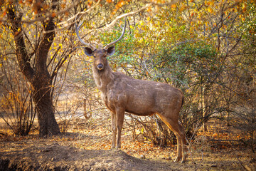 Sambar deer