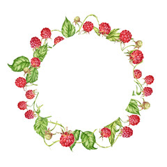 Raspberry. watercolor botanical illustration of raspberry berries and leaves. frame