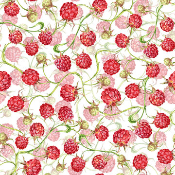 Raspberry. watercolor botanical illustration of raspberry berries and leaves. pattern