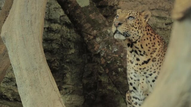 Endangered Macan Tutul Jawa Javan Leopard Panthera Carnivora in Java Indonesia