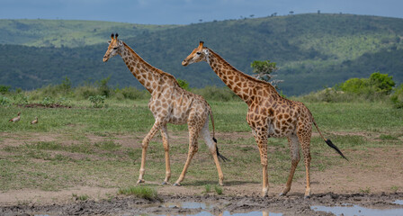 Giraffen im Naturreservat im Hluhluwe Nationalpark Südafrika