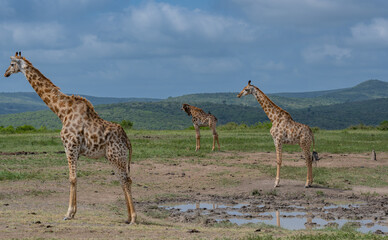Giraffen im Naturreservat im Hluhluwe Nationalpark Südafrika
