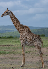 Giraffe im Naturreservat im Hluhluwe Nationalpark Südafrika