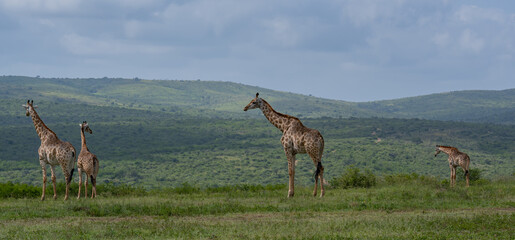 Naklejka premium Giraffen im Naturreservat im Hluhluwe Nationalpark Südafrika