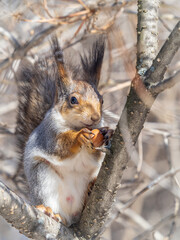 The squirrel with nut sits on tree in the winter or late autumn