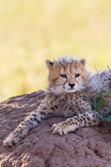 Cute Cheetah cub portrait