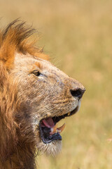 Male Lion with a mane and a open mouth