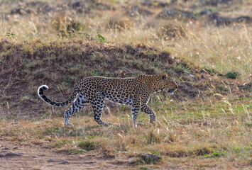 Wild Leopard walking in the wilderness in Africa