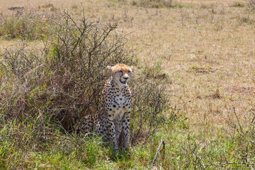 Cheetah by a bush on the savannah