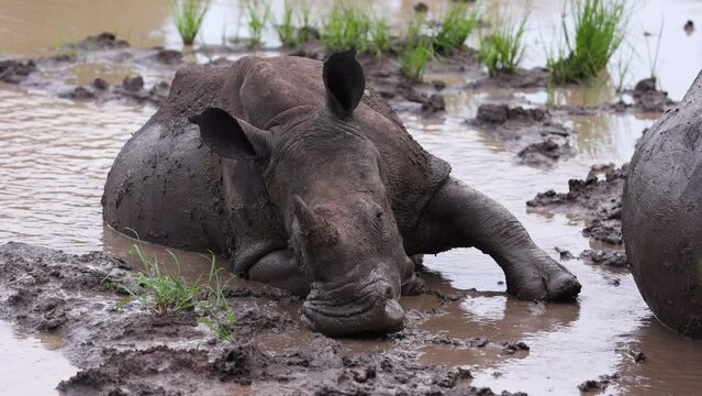 A white rhino rests on a muddy riverbank with its mouth in the mud.