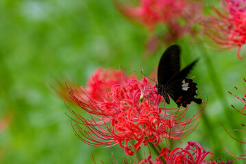 彼岸花と蝶