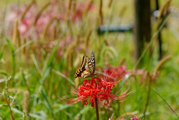 彼岸花と蝶