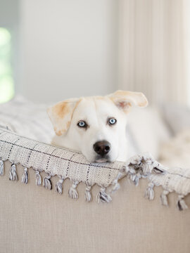 Blue eyed husky dog laying on couch