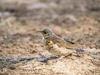 A fieldfare chick, Turdus pilaris, has left the nest and sitting on the spring lawn. A fieldfare chick sits on the ground and waits for food from its parents.