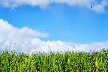 Grown sugar cane under blue sky with white clouds on a sunny day