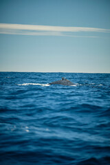 Humpback whale showing dorsal fin in the Pacific Ocean at sunset