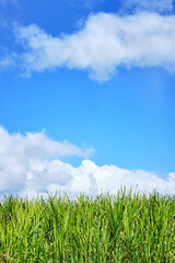 Grown sugar cane under blue sky with white clouds on a sunny day