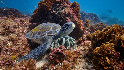  Wild Green Sea Turtle posing for a portrait sitting on a coral reef © Orion Media Group