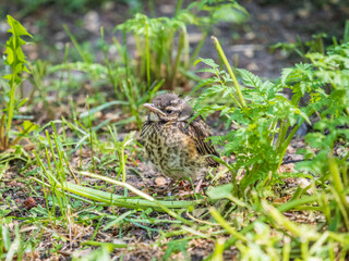 A Redwing chick, Turdus iliacus,, has left the nest and sitting on the spring lawn. A Redwing chick, a bird in the thrush family, sits on the ground and waits for food from its parents.