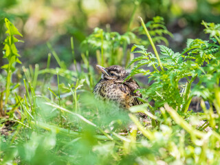 A Redwing chick, Turdus iliacus,, has left the nest and sitting on the spring lawn. A Redwing chick, a bird in the thrush family, sits on the ground and waits for food from its parents.