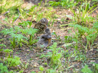 Wood bird Redwing, Turdus iliacus, feeds the chick with earthworms on the ground. An adult chick left the nest but its parents continue to take care of him.