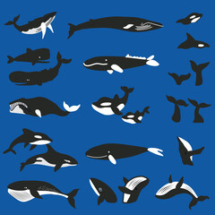 Decorrative cartoon vector whales collection: humpback, sperm, fin, killer, bowhead whale isolated on background, wild flat sea animals set, Icelandic big fish, Character design for children cards