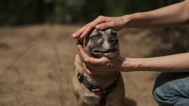 Female petting a dog. Cute Mongrel