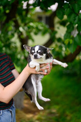 Chihuahua Pet is Held by Hostess in Her Hands. Puppy Squints and Looks Straight Ahead.