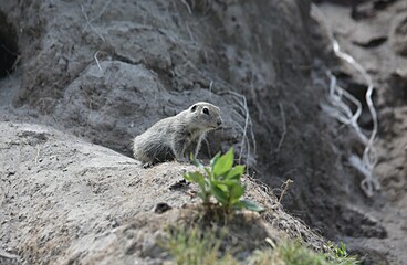 ground squirrel stands near a hole in the tract Dzhily-su Kabardino-Balkaria Russia. copy space