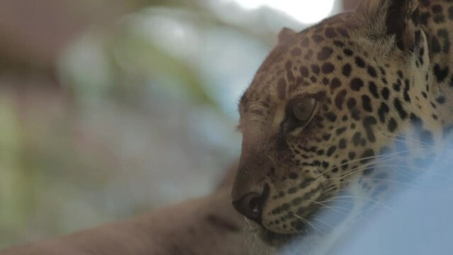 Endangered Macan Tutul Jawa Javan Leopard Panthera Carnivora in Java Indonesia
