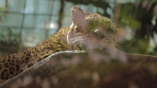 Endangered Macan Tutul Jawa Javan Leopard Panthera Carnivora in Java Indonesia