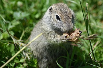 Naklejka na ściany i meble ground squirrel eats bread on the background of a green meadow tract Dzhily su Russia