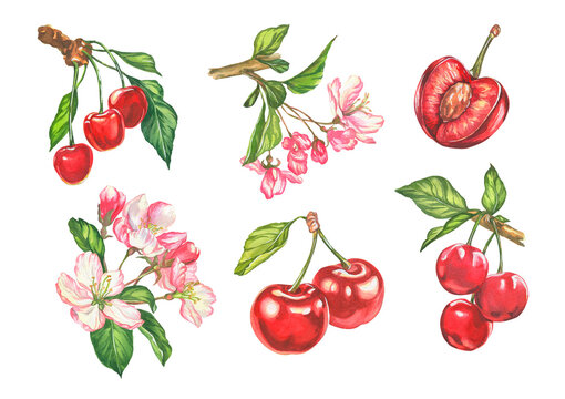 Cherry. watercolor botanical illustration of cherry berries and flowers. design of cards and invitations