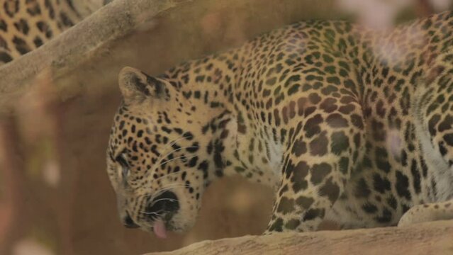 Endangered Macan Tutul Jawa Javan Leopard Panthera Carnivora in Java Indonesia