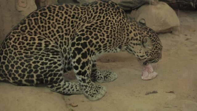 Endangered Macan Tutul Jawa Javan Leopard Panthera Carnivora in Java Indonesia