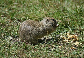 ground squirrel eats bread on the background of a green meadow tract Dzhily su Russia