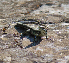 lizard on the rocks