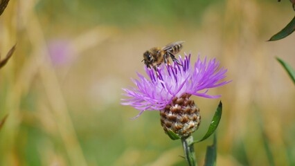 A bee collects honey on a cornflower.