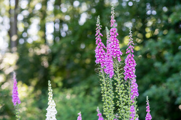 Bl&uuml;hender Fingerhut (digitalis purpurea)