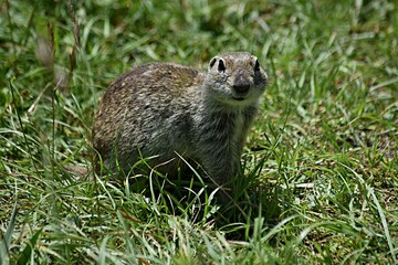 Naklejka na ściany i meble ground squirrel stands on the background of a green meadow tract Dzhily su Russia