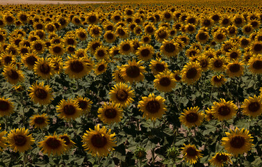 Sunflowers fields against blue sky. Castilla y Leon, Spain