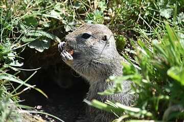 two gophers. one ground squirrel eats against the background of a hole from which the second ground...